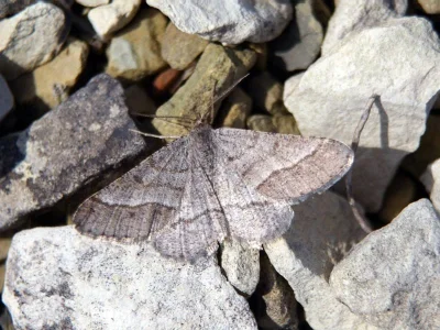 Isturgia murinaria