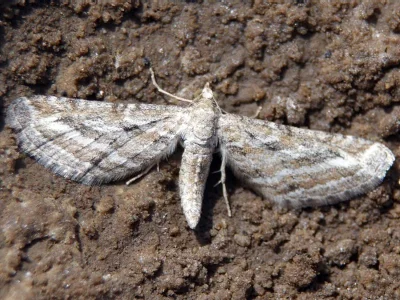 Eupithecia extensaria