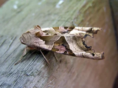 Phlogophora meticulosa