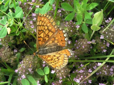 Euphydryas (Eurodryas) aurinia