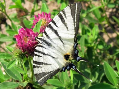 Iphiclides podalirius