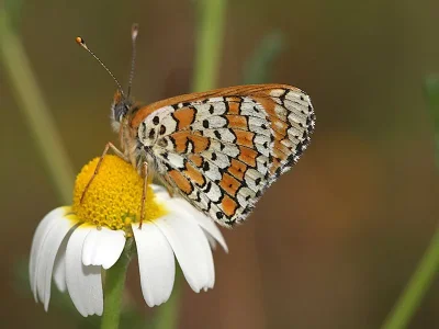 Melitaea cinxia