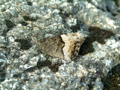 Hipparchia (Hipparchia) alcyone