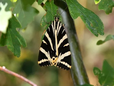 Euplagia quadripunctaria