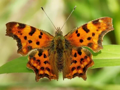 Polygonia c-album
