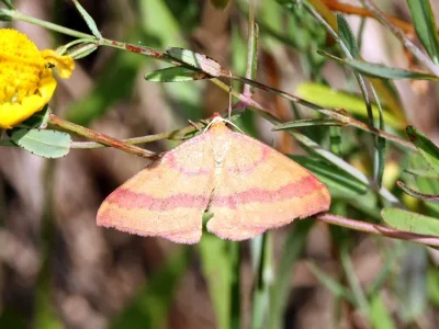 Rhodostrophia calabra