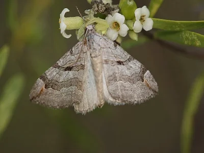Aplocera efformata