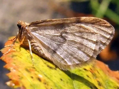 Operophtera brumata