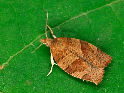 Pandemis cinnamomeana