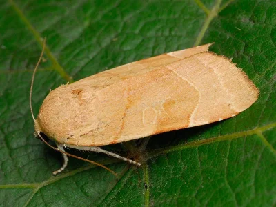 Noctua fimbriata