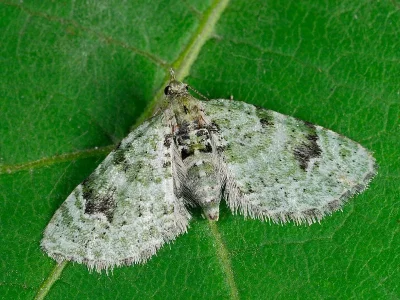 Chloroclystis v-ata
