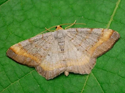 Macaria liturata