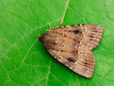 Amphipyra (Amphipyra) pyramidea