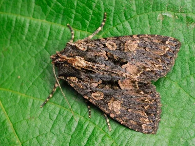 Mniotype satura
