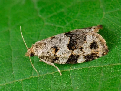 Dichelia histrionana