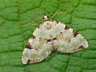 Colostygia pectinataria