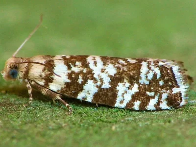 Epinotia tedella