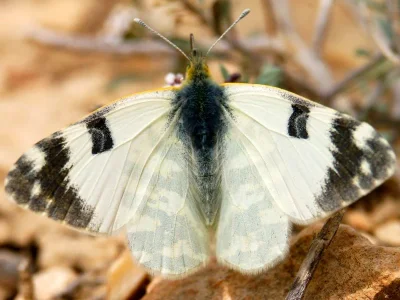 Euchloe (Euchloe) belemia