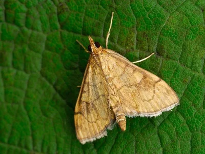 Anania verbascalis