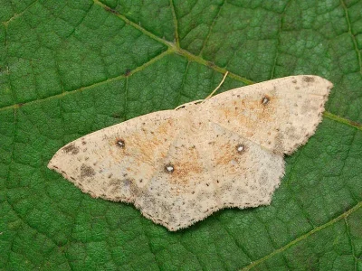 Cyclophora (Codonia) porata