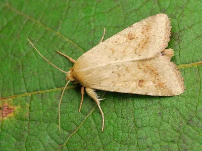 Helicoverpa armigera