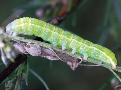Lacanobia (Dianobia) contigua