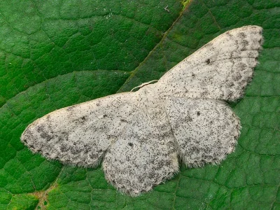 Scopula (Ustocidalia) marginepunctata