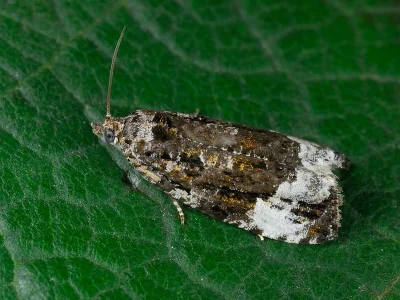 Apotomis sororculana