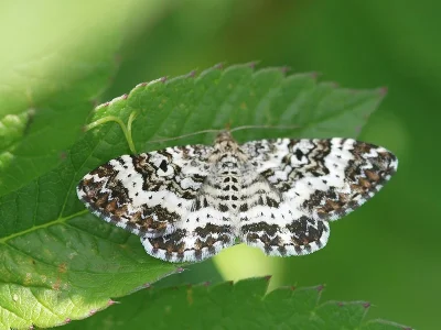 Epirrhoe tristata