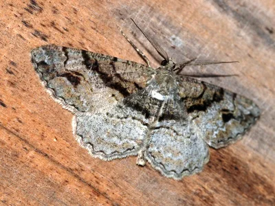 Alcis deversata