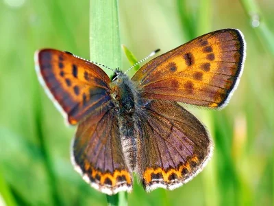Lycaena (Helleia) helle
