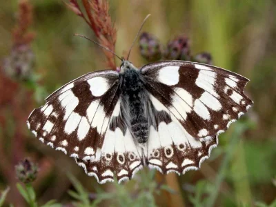 Melanargia (Melanargia) galathea