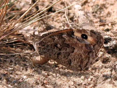 Hipparchia (Parahipparchia) semele