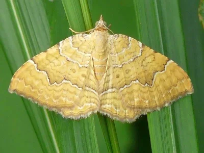Camptogramma bilineata