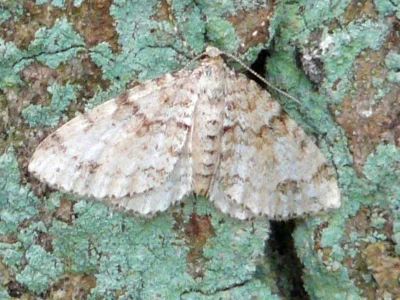 Mesotype didymata