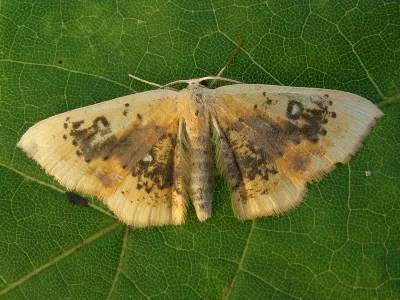 Cyclophora (Cyclophora) albiocellaria