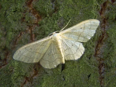 Idaea aversata