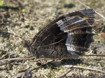 Hipparchia (Hipparchia) alcyone