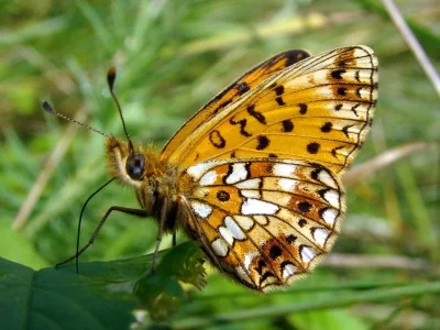 Boloria (Clossiana) selene
