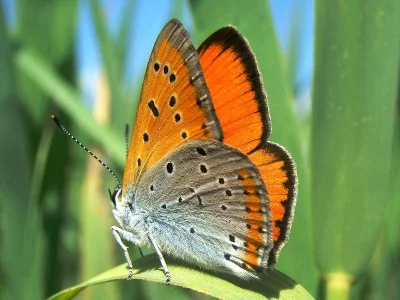 Lycaena (Thersamolycaena) dispar