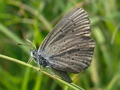 Phengaris alcon