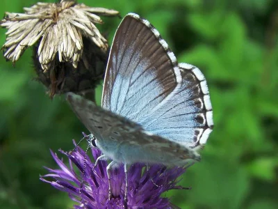 Polyommatus (Lysandra) coridon