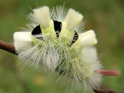 Calliteara pudibunda