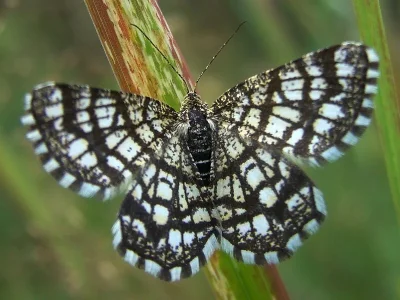 Chiasmia clathrata