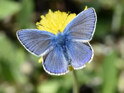 Polyommatus (Polyommatus) icarus
