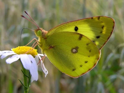 Colias hyale