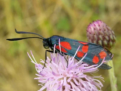 Zygaena (Zygaena) filipendulae