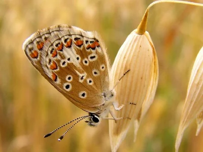 Aricia (Aricia) agestis
