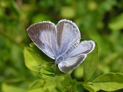 Celastrina (Celastrina) argiolus