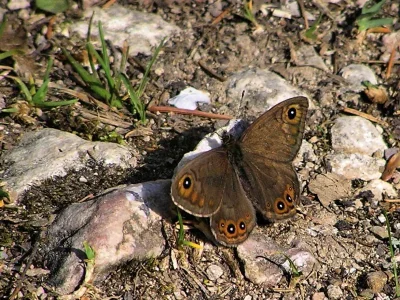 Lasiommata petropolitana